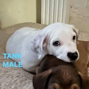 Tank -  Mixed Breed Dog for Adoption in Denison, Texas - Tank | PetCurious