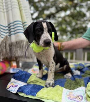 J Crew -  Border Collie and Australian Shepherd Dog for Adoption - J Crew | PetCurious