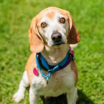 Rebel -  Beagle Dog for Adoption in Gloucester, Virginia - Rebel | PetCurious