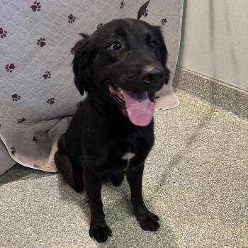 IVHS-Stray-140721 -  Flat Coated Retriever and Beagle Dog for Adoption in San Gabriel, California - IVHS-Stray-140721 | PetCurious