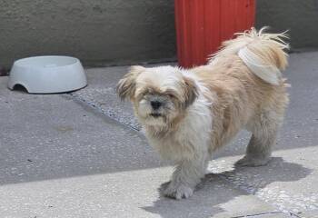 Maddie -  Shih Tzu and Lhasa Apso Dog for Adoption in Brooksville, Florida - Maddie | PetCurious