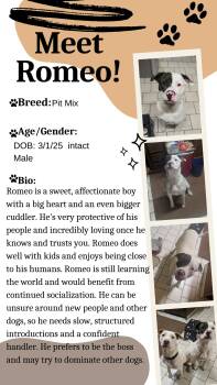 Pit Bull Terrier Dogs Available for Adoption - Romeo | PetCurious
