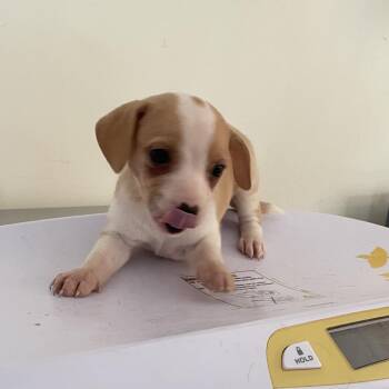 Pup 5(Claire) -  Rat Terrier and Mixed Breed Dog for Adoption in Galax, Virginia - Pup 5(Claire) | PetCurious