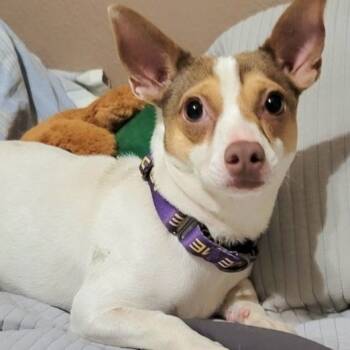 Doro -  Chihuahua Dog for Adoption in Magnolia, Texas - Doro | PetCurious