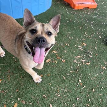 Chelsea -  English Bulldog and Mixed Breed Dog for Adoption in Port Richey, Florida - Chelsea | PetCurious