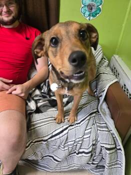 Nugget -  Beagle Dog for Adoption in Peru, Illinois - Nugget | PetCurious