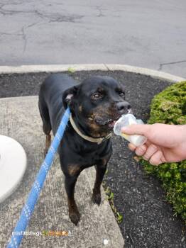 Rescue Rottweiler and Labrador Retriever Dogs for Adoption in Mechanicsburg, Pennsylvania - Kobe | PetCurious