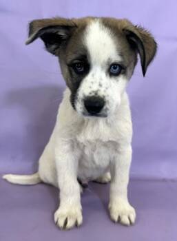 Rescue Great Pyrenees and Mixed Breed Dogs for Adoption in Morton Grove, Illinois - Barrel | PetCurious