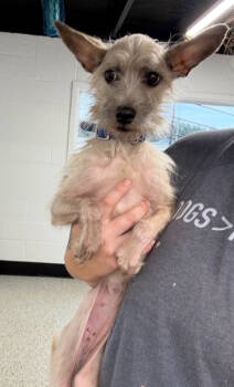 Rescue Cairn Terrier Dogs for Adoption in Thompson Falls, Montana - Sassy | PetCurious