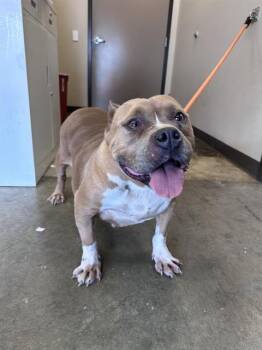 American Bulldog and Mixed Breed Dogs Available for Adoption - ROZ | PetCurious