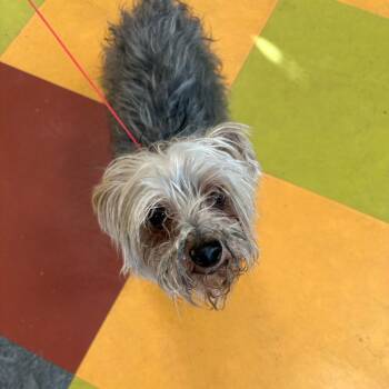Turbo -  Yorkshire Terrier Dog for Adoption in Philadelphia, Pennsylvania - Turbo | PetCurious