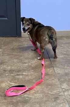 Dachshund and Chihuahua Dogs Available for Adoption in East Lansing, Michigan - Sadie Sue | PetCurious