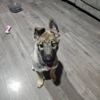 Mixed Breed Dogs Available for Adoption - Khaleesi | PetCurious