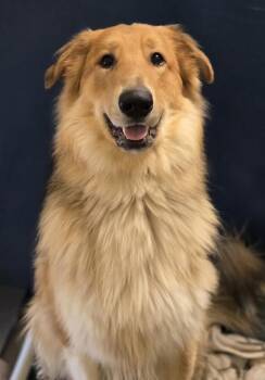 Collie Dogs Available for Adoption in Bellingham, Washington - Mel | PetCurious
