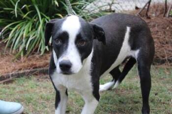 Camp Fire -  Retriever and Mixed Breed Dog for Adoption in Brunswick, Georgia - Camp Fire | PetCurious