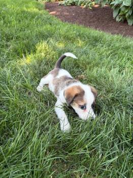 Chase -  Australian Shepherd Dog for Adoption in Grove City, Ohio - Chase | PetCurious