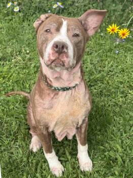 Anabelle Rose -  Pit Bull Terrier Dog for Adoption in Anderson, Indiana - Anabelle Rose | PetCurious