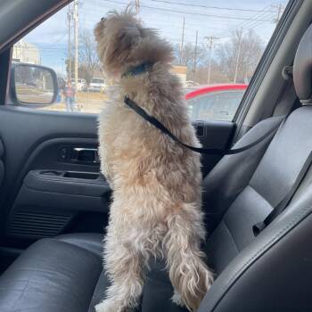 Bubba -  Terrier and Mixed Breed Dog for Adoption in Springfield, Missouri - Bubba | PetCurious