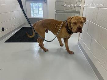 A386930 -  Mastiff Dog for Adoption in Ocala, Florida - A386930 | PetCurious