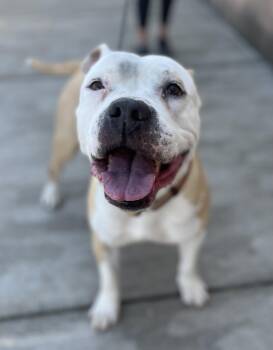 Pit Bull Terrier Dogs Available for Adoption in Buffalo, New York - Esme | PetCurious