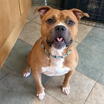 Rescue Mixed Breed Dogs for Adoption in Chattanooga, Tennessee - Kip | PetCurious