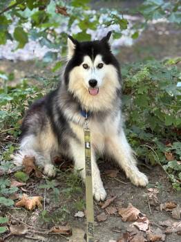 Rescue Siberian Husky Dogs for Adoption in York, Pennsylvania - Kevin | PetCurious