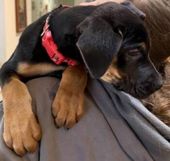 German Pinscher and Mixed Breed Dogs Available for Adoption in Klamath Falls, Oregon - Mr.Piggy | PetCurious