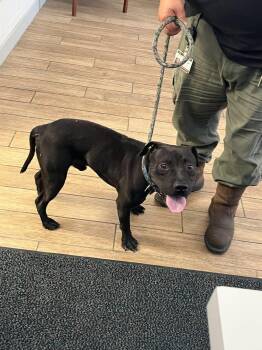 Tim -  Staffordshire Bull Terrier Dog for Adoption in Rowlett, Texas - Tim | PetCurious