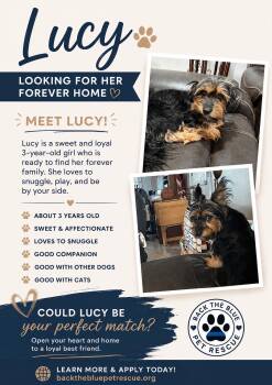 Daisy -  Yorkshire Terrier Dog for Adoption in San Tan Valley, Arizona - Daisy | PetCurious