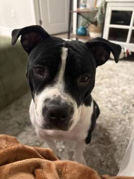 Pit Bull Terrier Dogs Available for Adoption - Sienna | PetCurious
