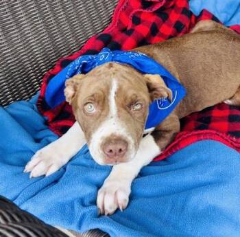 Pit Bull Terrier and Mixed Breed Dogs Available for Adoption in Seneca, South Carolina - Squiggy $125 | PetCurious