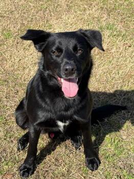 Labrador Retriever and Mixed Breed Dogs Available for Adoption - Howie | PetCurious
