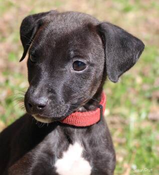 Border Collie and Labrador Retriever Dogs Available for Adoption in Bedford, Virginia - Bunny | PetCurious