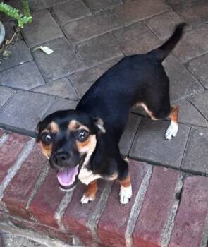 Callie -  Chihuahua Dog for Adoption in Matthews, North Carolina - Callie | PetCurious