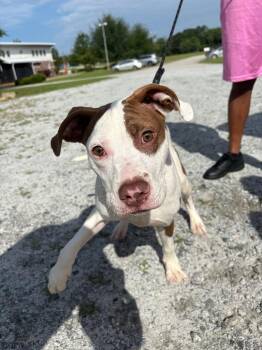 Rocko -  Pit Bull Terrier Dog for Adoption in Winnsboro, South Carolina - Rocko | PetCurious