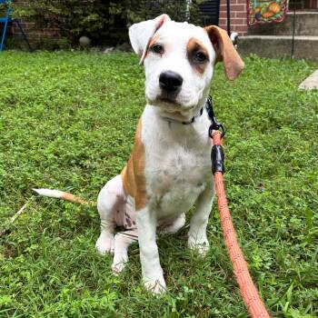 Faith -  Plott Hound and Terrier Dog for Adoption in Reisterstown, Maryland - Faith | PetCurious
