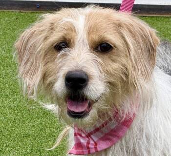 Rescue Basset Hound and Terrier Dogs for Adoption in Hondo, Texas - Maizie - Basset Hound/Terrier Mix | PetCurious