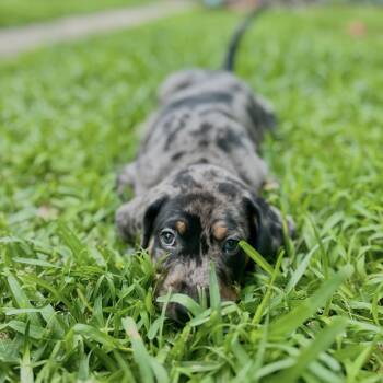 Coonhound and Catahoula Leopard Dog Dogs Available for Adoption in New Orleans, Louisiana - Tank | PetCurious