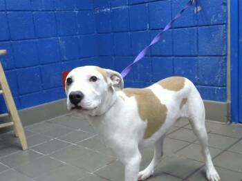 BEAN -  Pit Bull Terrier and Mixed Breed Dog for Adoption in Albuquerque, New Mexico - BEAN | PetCurious