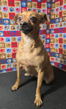 Rescue Chihuahua Dogs for Adoption in Modesto, California - Chica | PetCurious