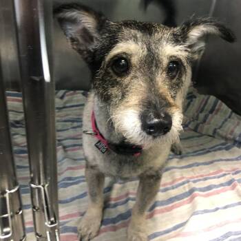 Lucy -  Miniature Schnauzer Dog for Adoption in Philadelphia, Pennsylvania - Lucy | PetCurious