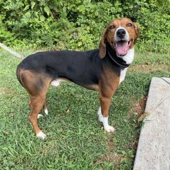 Bronn -  Hound Dog for Adoption in Lynchburg, Virginia - Bronn | PetCurious