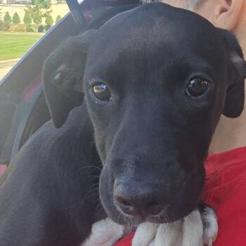 Pistachio -  Labrador Retriever and English Bulldog Dog for Adoption in Shorewood, Illinois - Pistachio | PetCurious