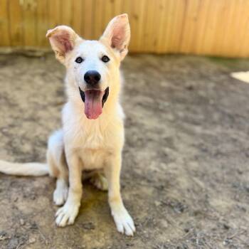 Mixed Breed Dogs Available for Adoption in Fredericksburg, Virginia - Mr. Blue Sky | PetCurious