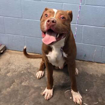 Rescue Pit Bull Terrier Dogs for Adoption in Evansville, Indiana - Raptor | PetCurious