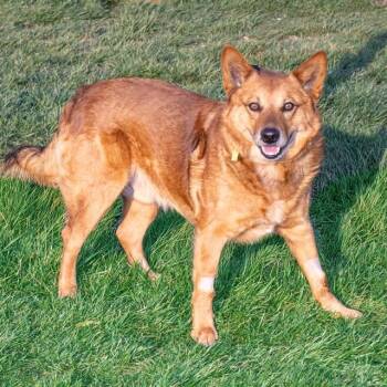 Australian Cattle Dog Blue Heeler and Mixed Breed Dogs Available for Adoption in St. Louis, Missouri - TINY | PetCurious