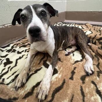 DELILAH -  Terrier and Mixed Breed Dog for Adoption in Thousand Palms, California - DELILAH | PetCurious