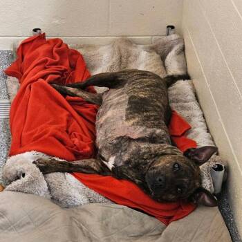 Maggie -  Mixed Breed Dog for Adoption in Hendersonville, North Carolina - Maggie | PetCurious