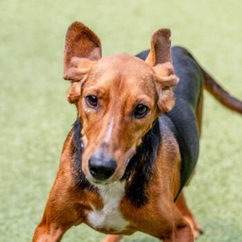 Earl -  Hound Dog for Adoption in Hilton Head Island, South Carolina - Earl | PetCurious