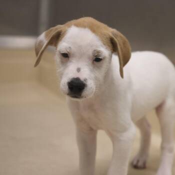 Jack Russell Terrier Dogs Available for Adoption in Briarcliff Manor, New York - George | PetCurious